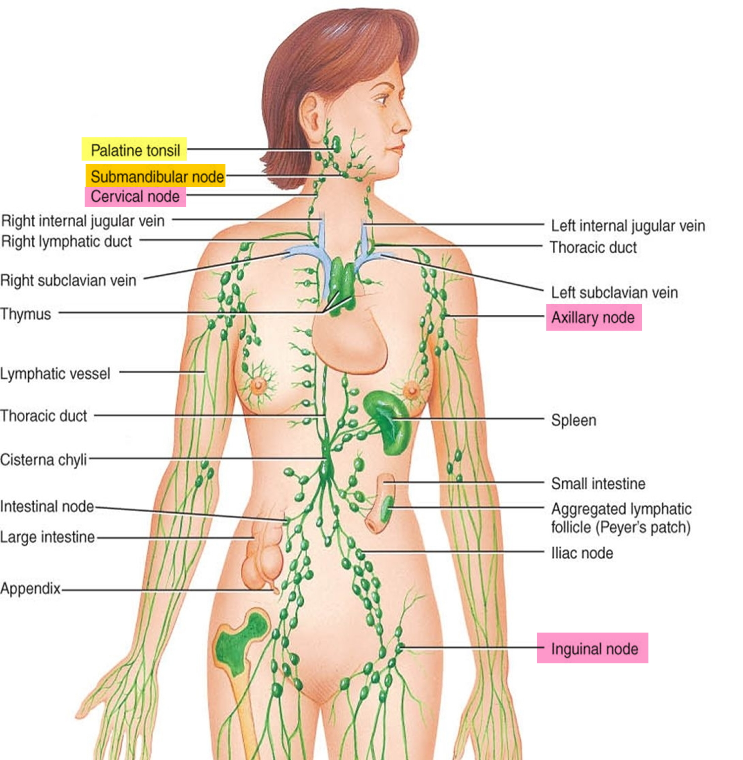 Manual Lymphatic Drainage 1