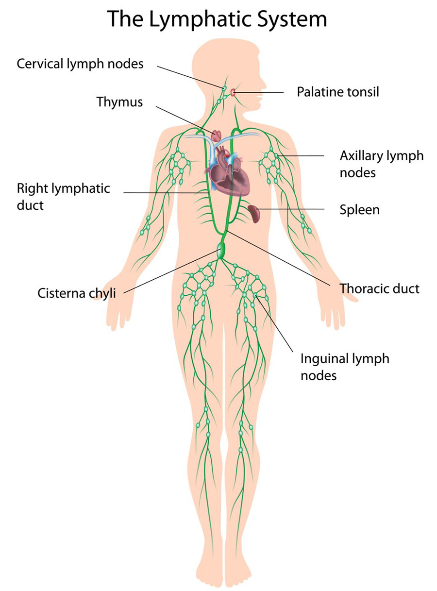 Manual Lymphatic Drainage 2